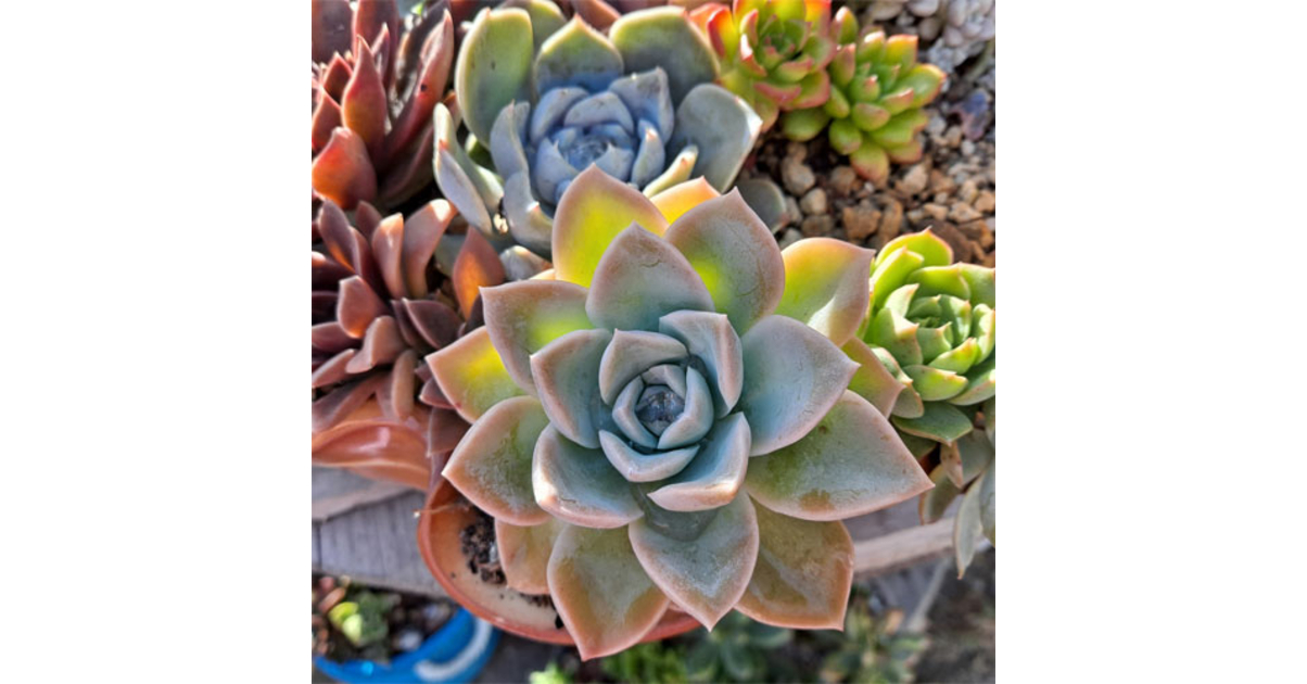 PLANTES SUCCULENTES PLANTES SUCCULENTES Fêtes et Gourmandises — free download